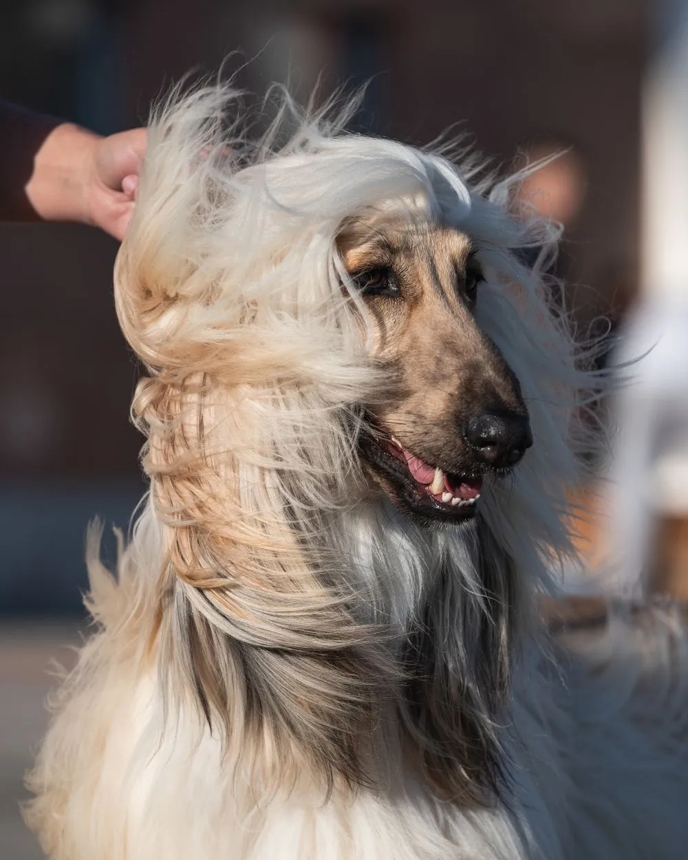 Come toelettare un cane a pelo lungo