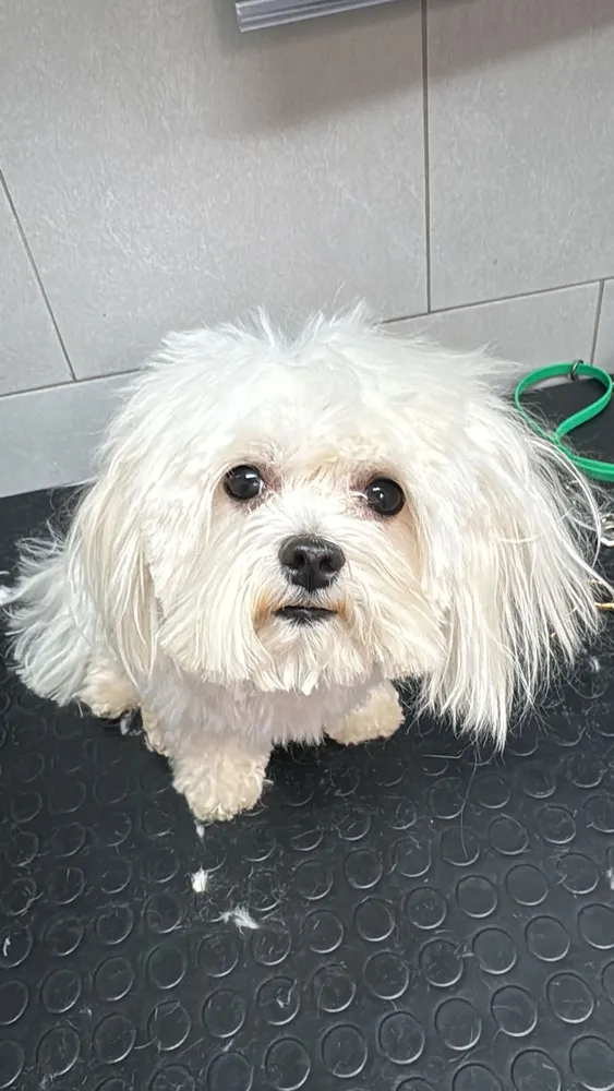 Maltese a pelo lungo toelettato su tavolo da toelettatura