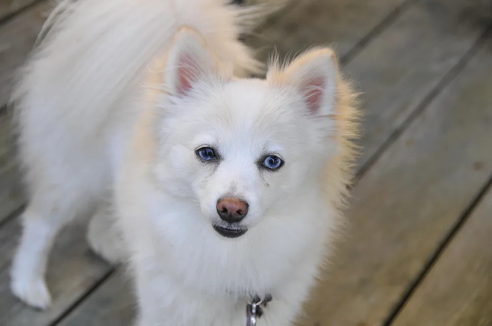 Pomerania fluffy