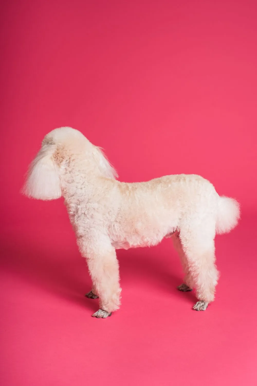 Come toelettare un cane a pelo riccio