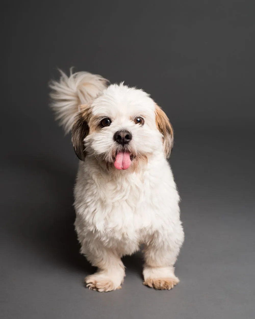 Shih Tzu toelettato