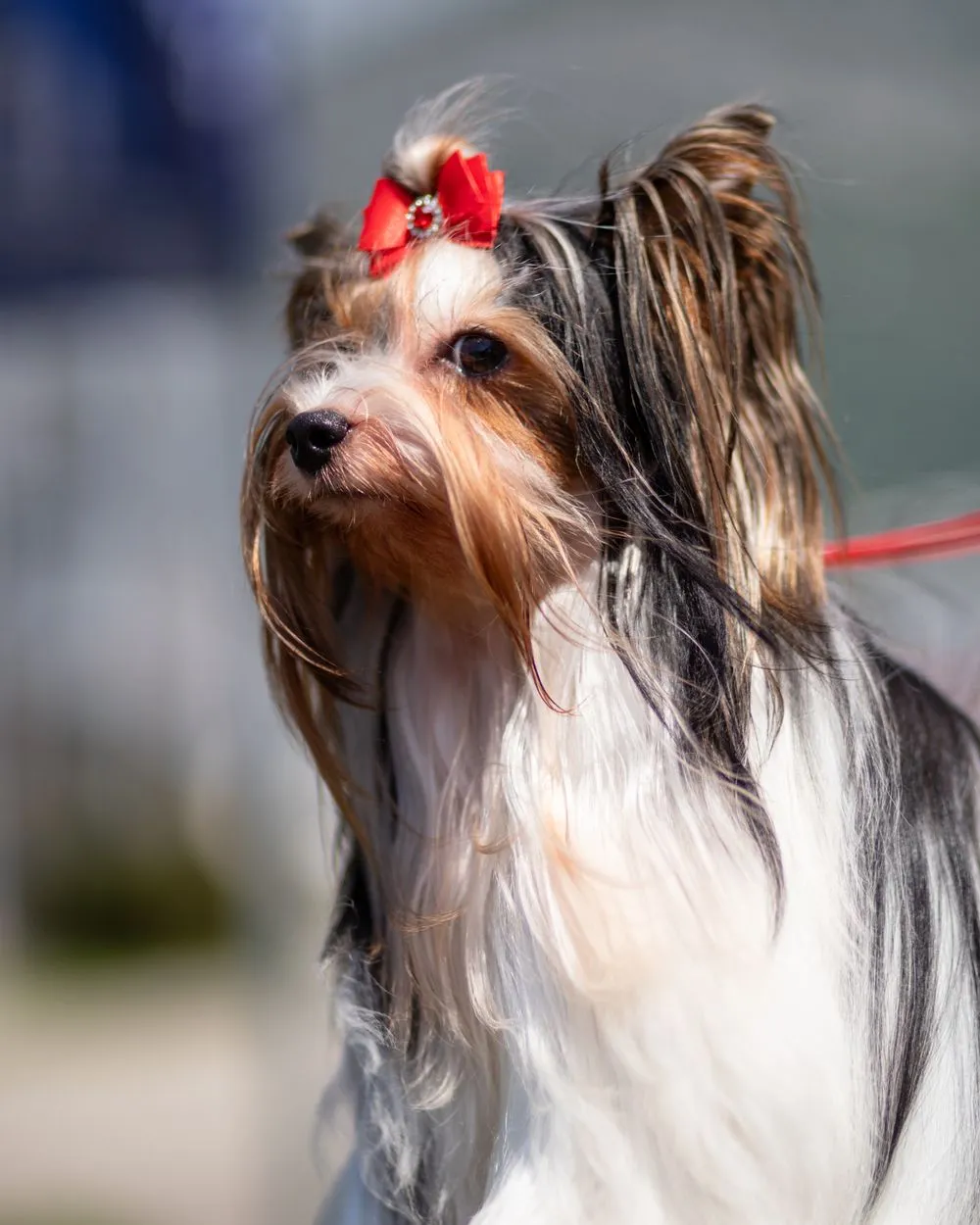 Yorkshire Terrier toelettato